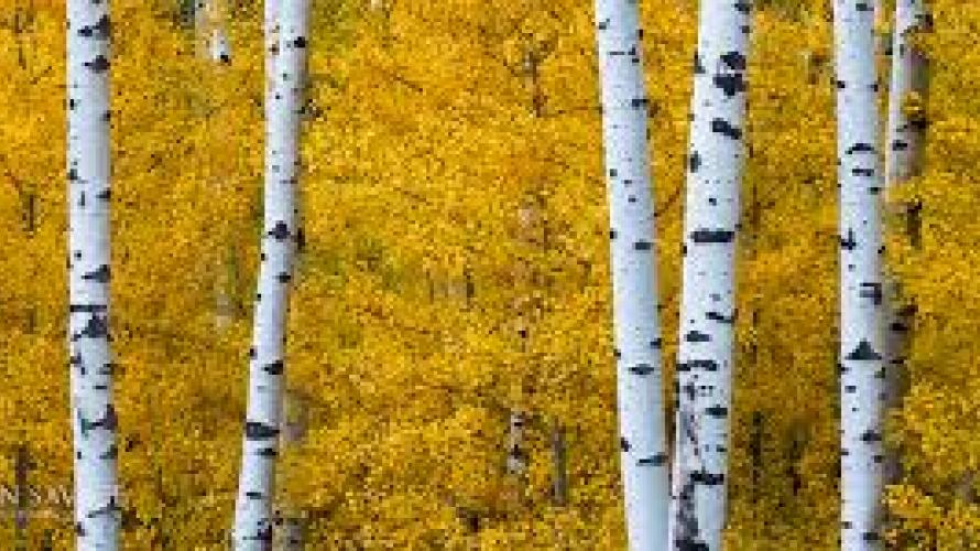 The Glory Of Aspens Distinctly Montana Magazine